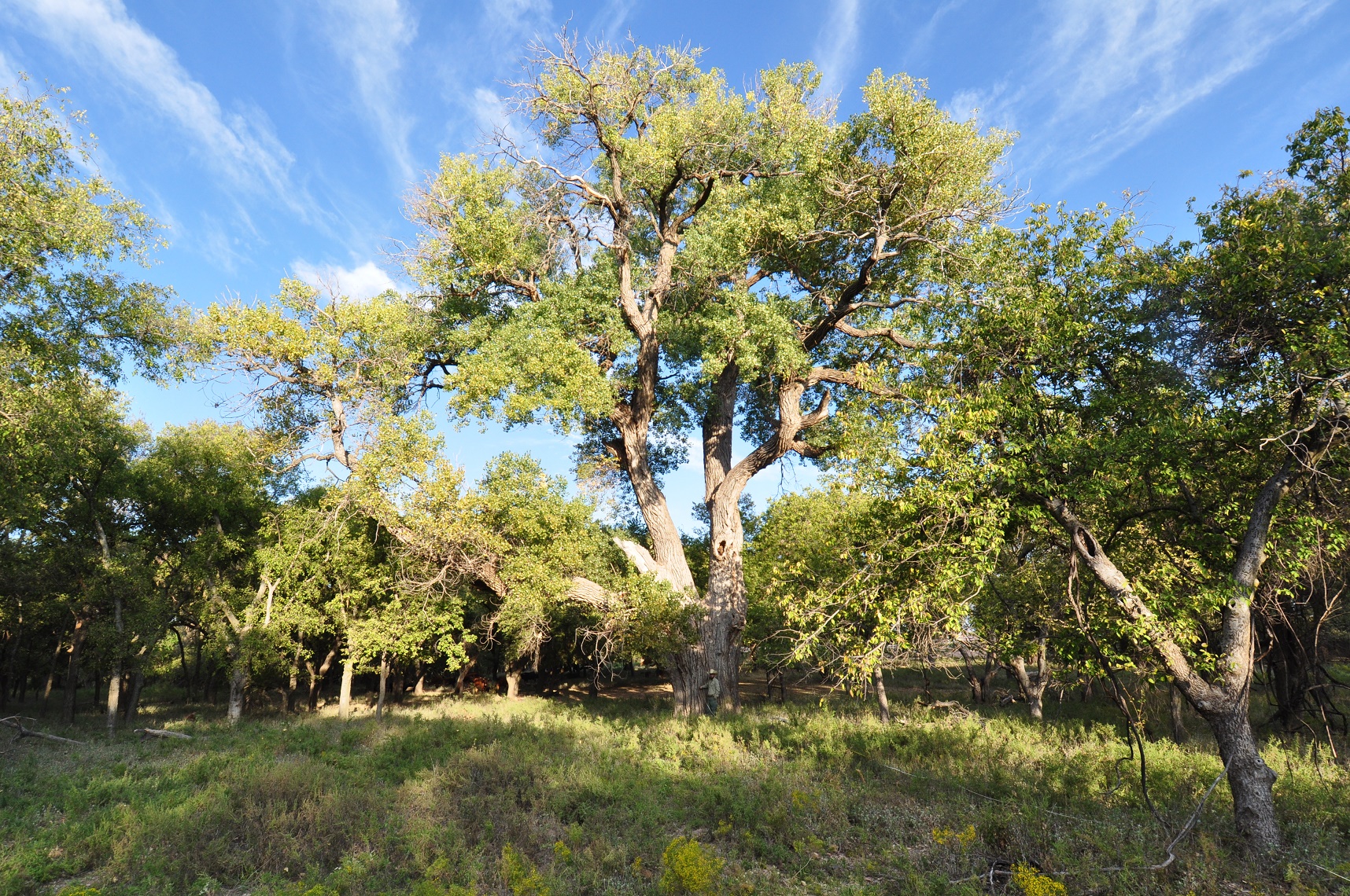 The biggest cottonwood in Texas